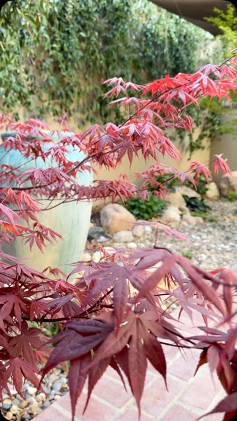 Japanese Maple 'Bloodgood'