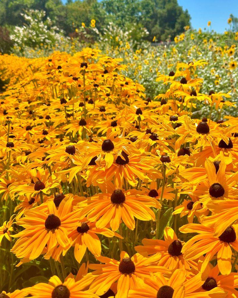 Black-Eyed Susan