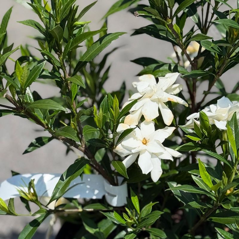 Gardenias Cut Back In Fall