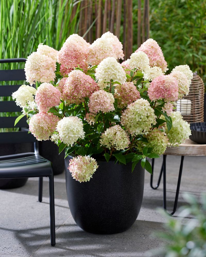 Container Growing Requires Special Care