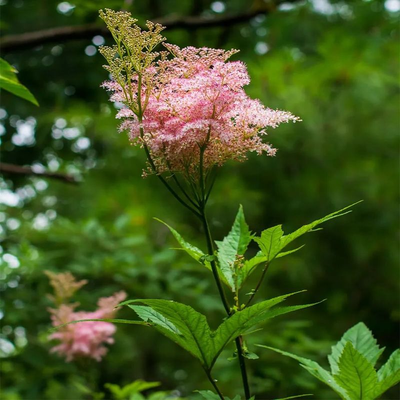 Queen-of-the-Prairie (Filipendula rubra)