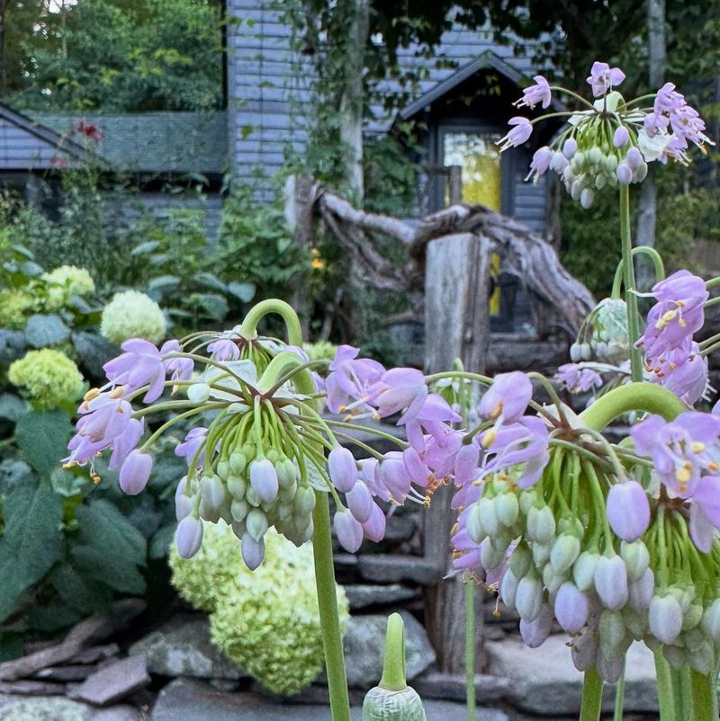 Nodding Onion (Allium cernuum)