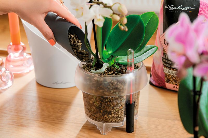 Proper Repotting Technique