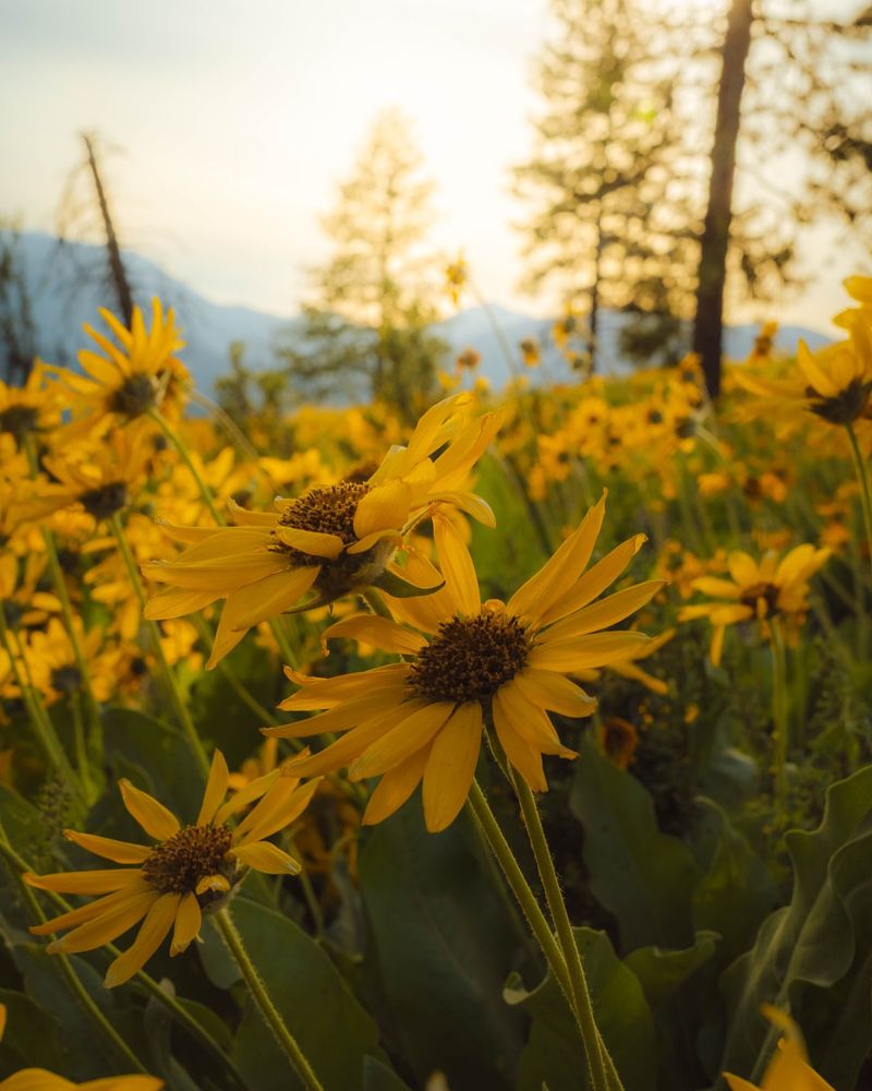 Gold Beach's Resilient Coastal Sunflowers