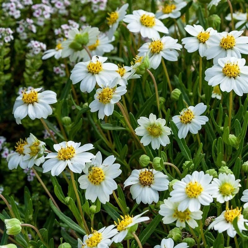 Blackfoot Daisy