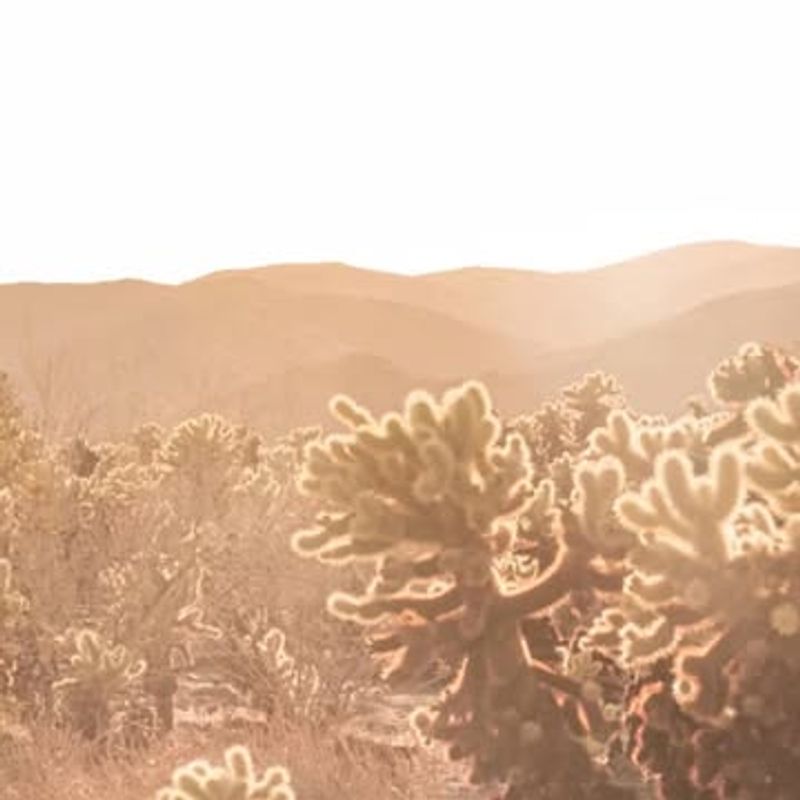 Cholla Cactus Garden: Nature's Glowing Sculptures