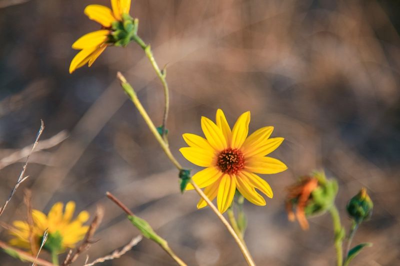 Brittlebush