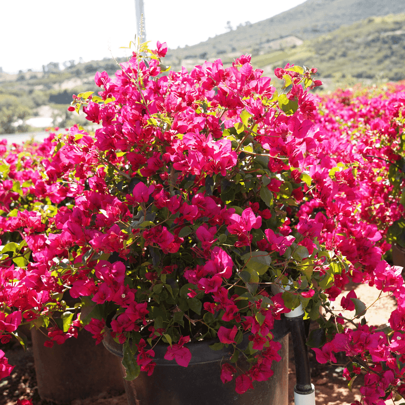 Bougainvillea