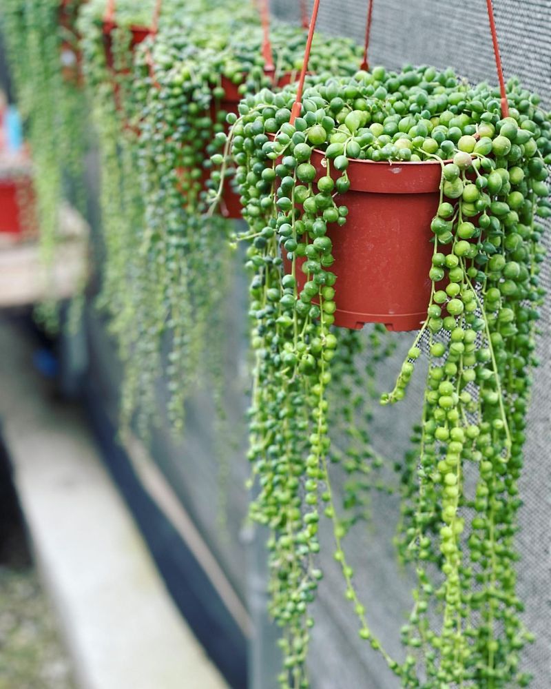 String of Pearls: The Cascading Conversation Starter
