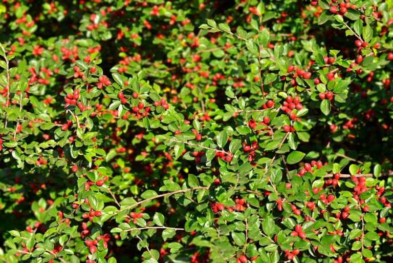 Japanese barberry (featured image)