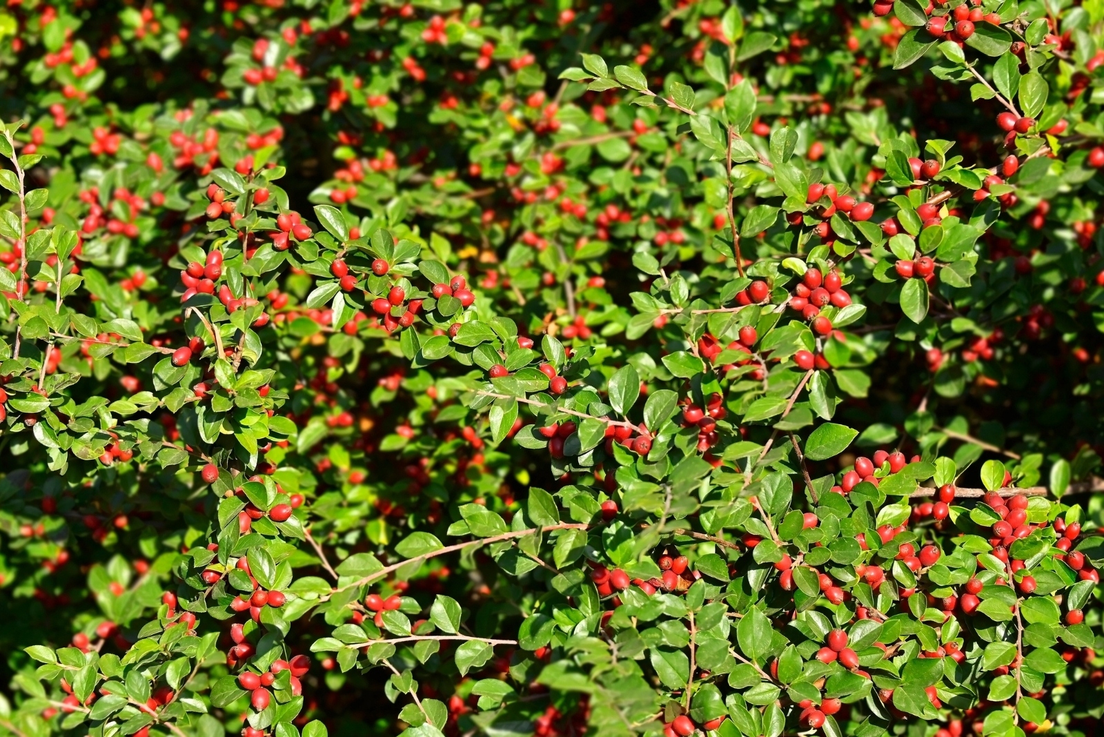 Ohio’s Illegal Backyard Crops You Probably Didn’t Know About