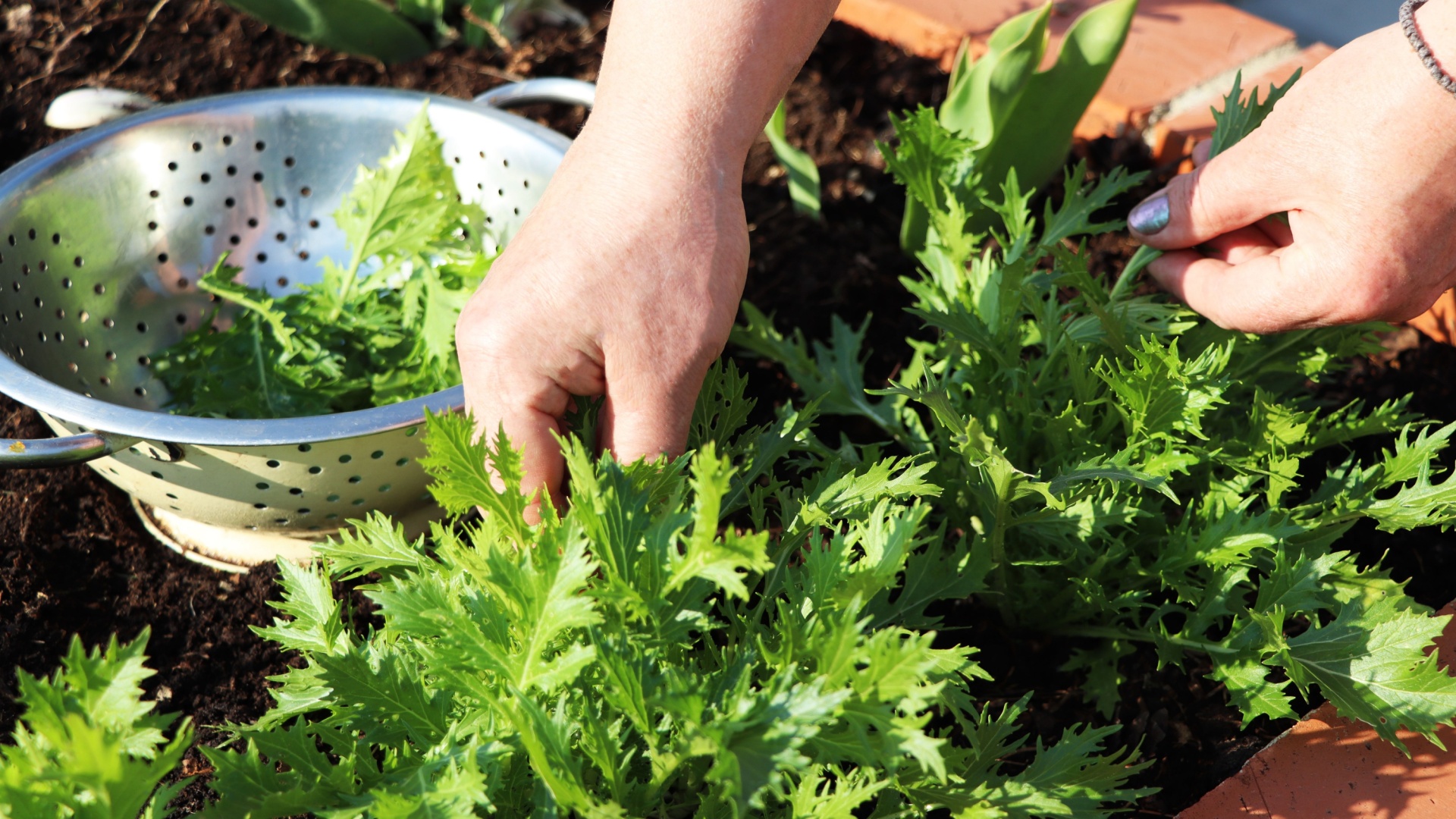 Ohio’s Most Overlooked Fall Veggies You Can Still Plant Now