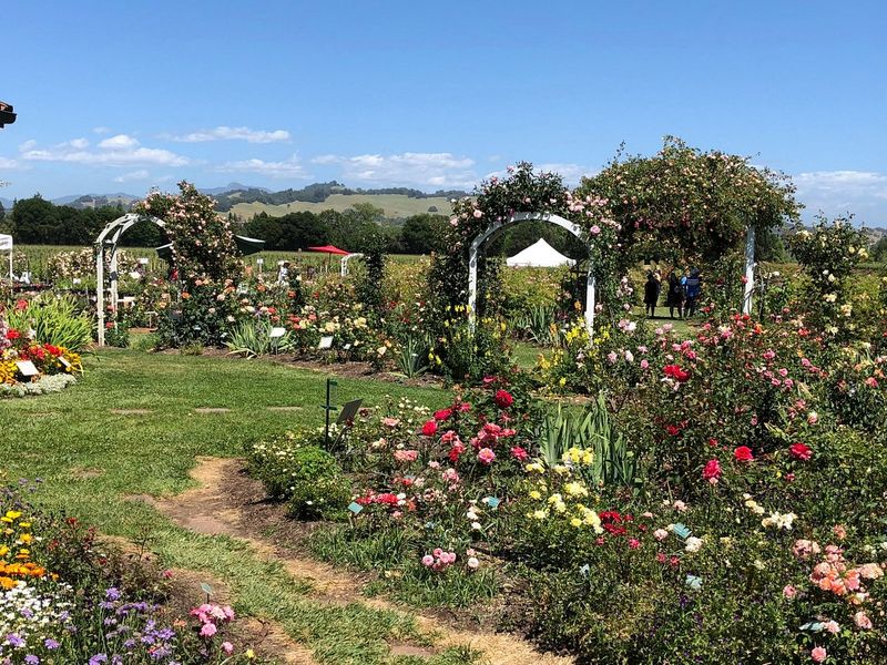 Healdsburg's River-Kissed Flower Paths