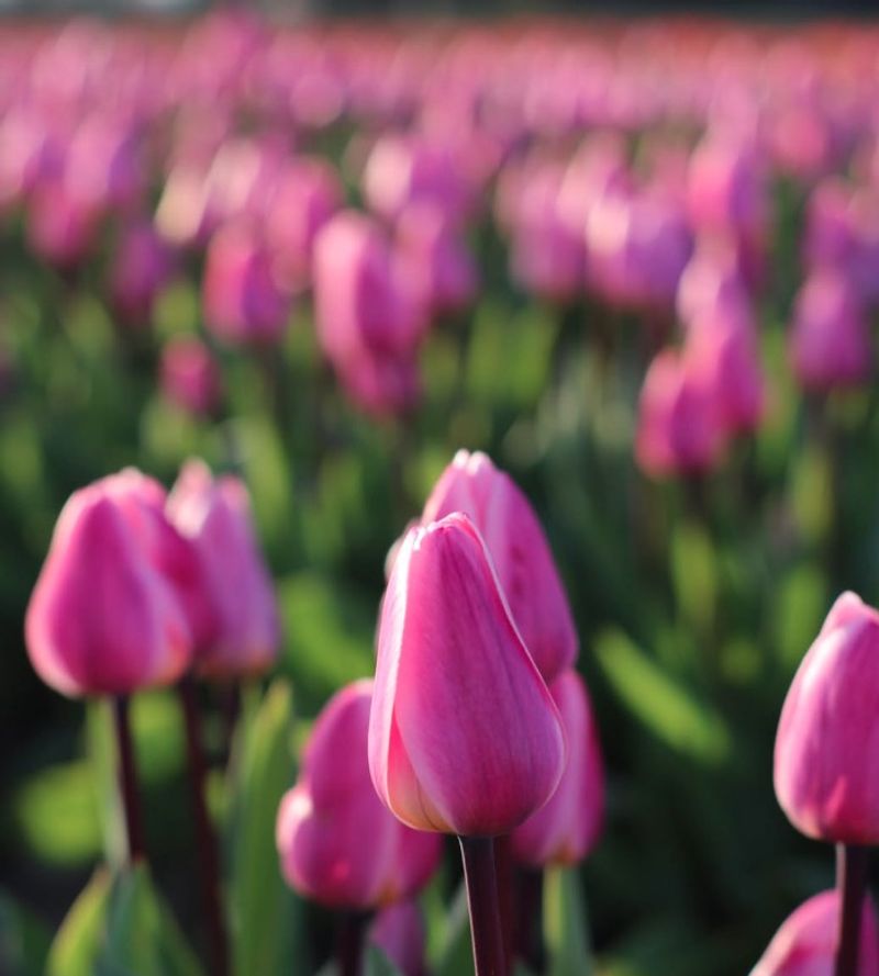 Solvang's Danish-Inspired Bulb Gardens