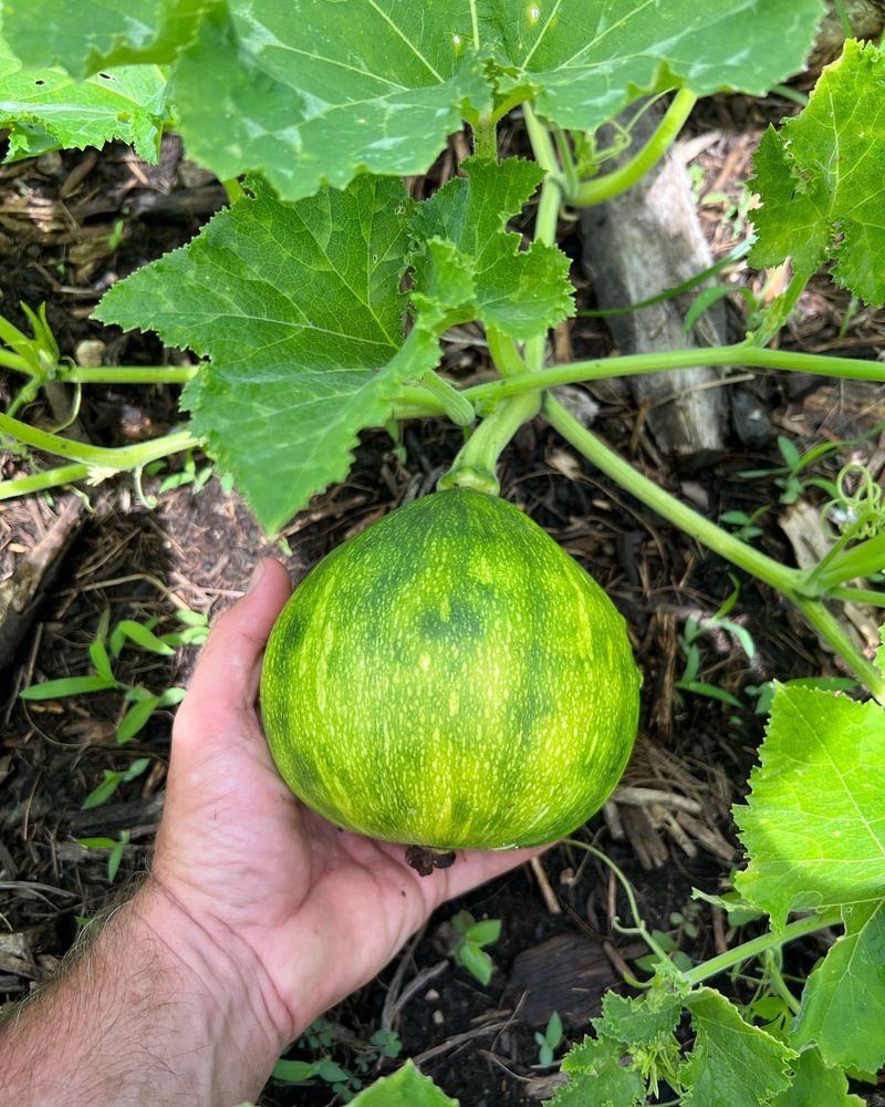 Seminole Pumpkin