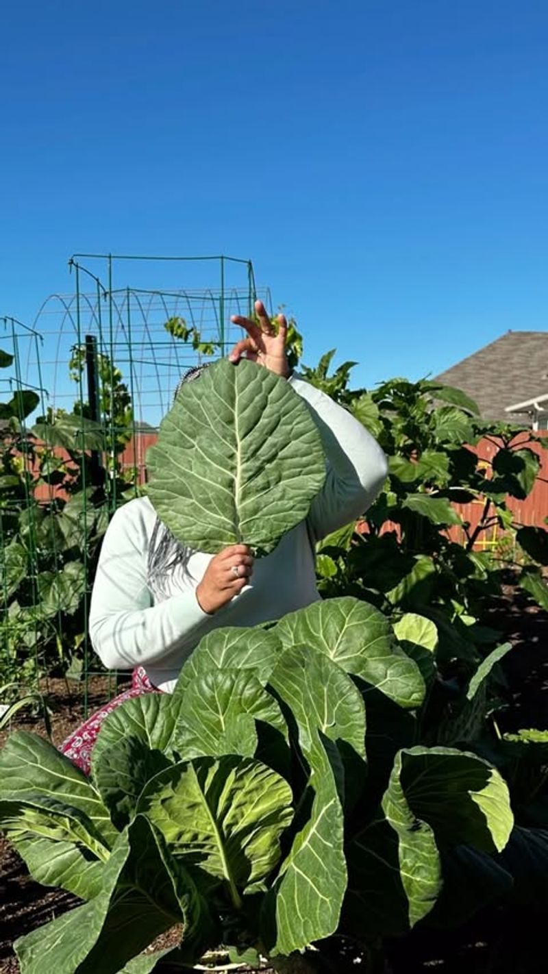 Collard Greens