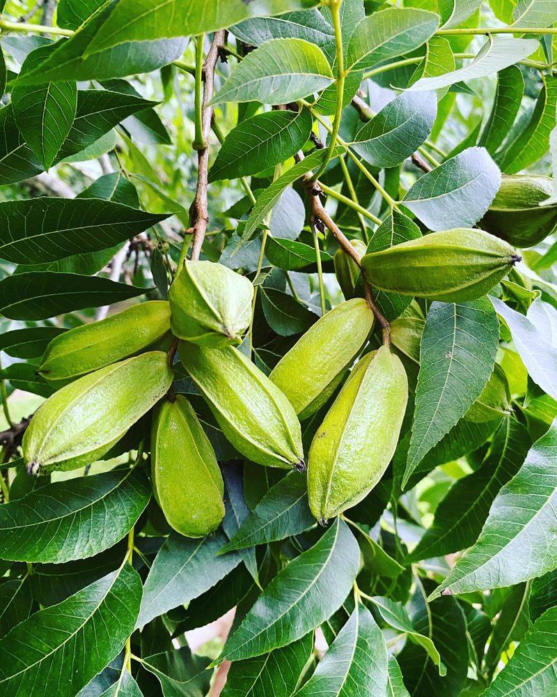 Pecans
