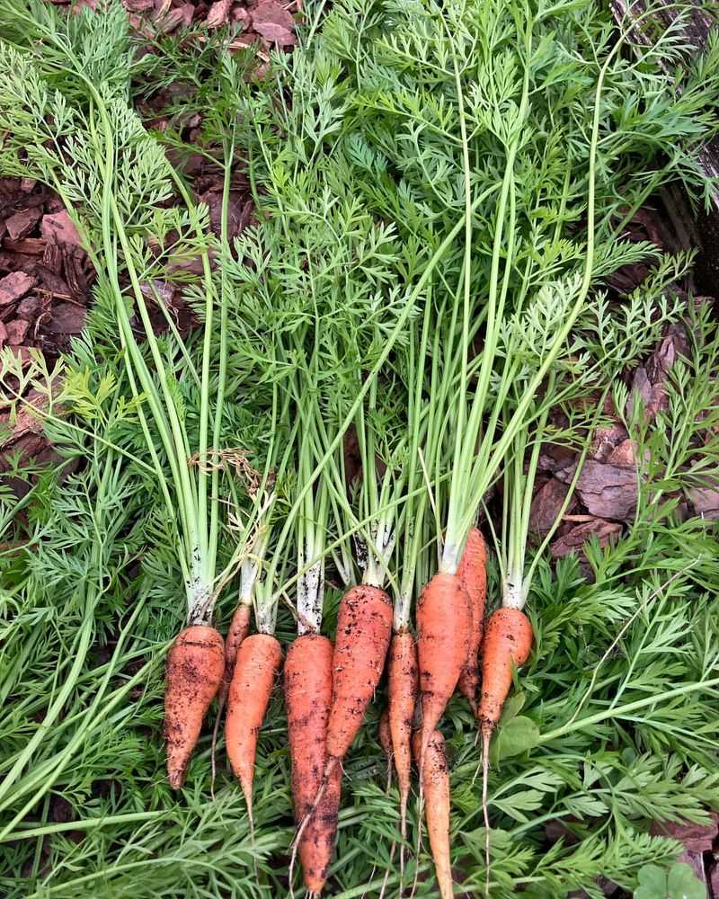 Carrot Thinning