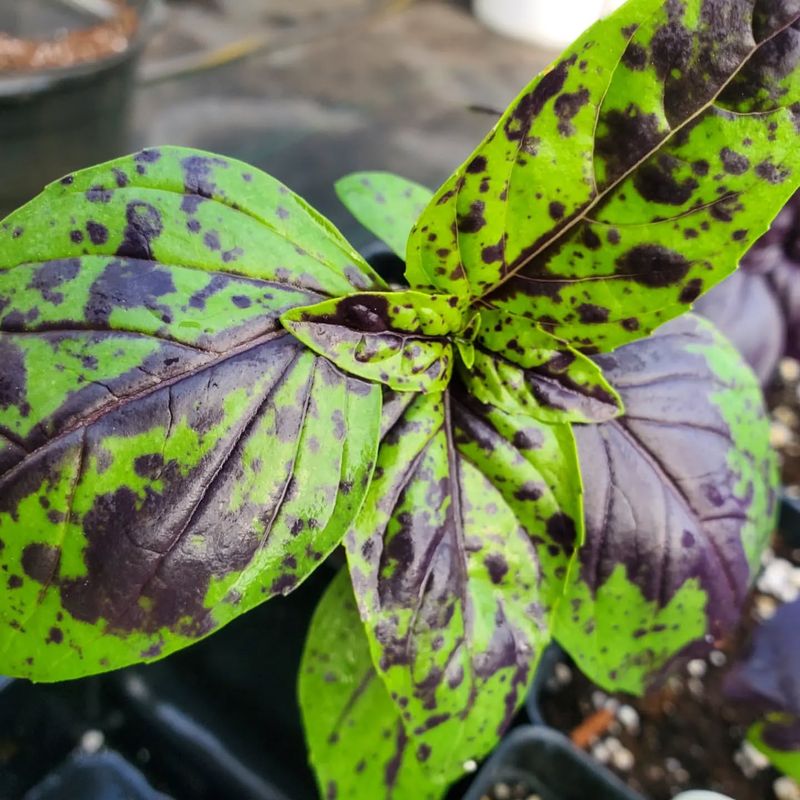 Basil With Fusarium Wilt