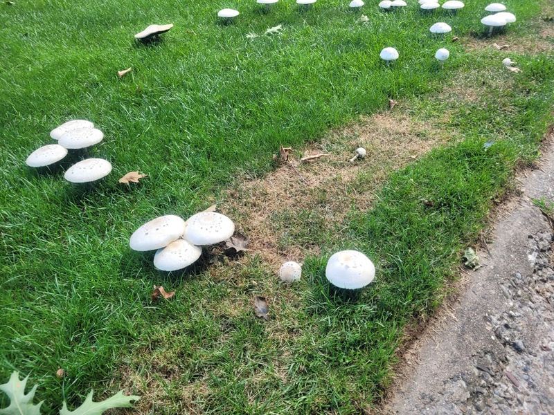Potential Lawn Disease Developing