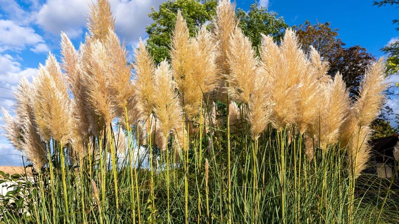Pampas Grass's Dramatic Plumes