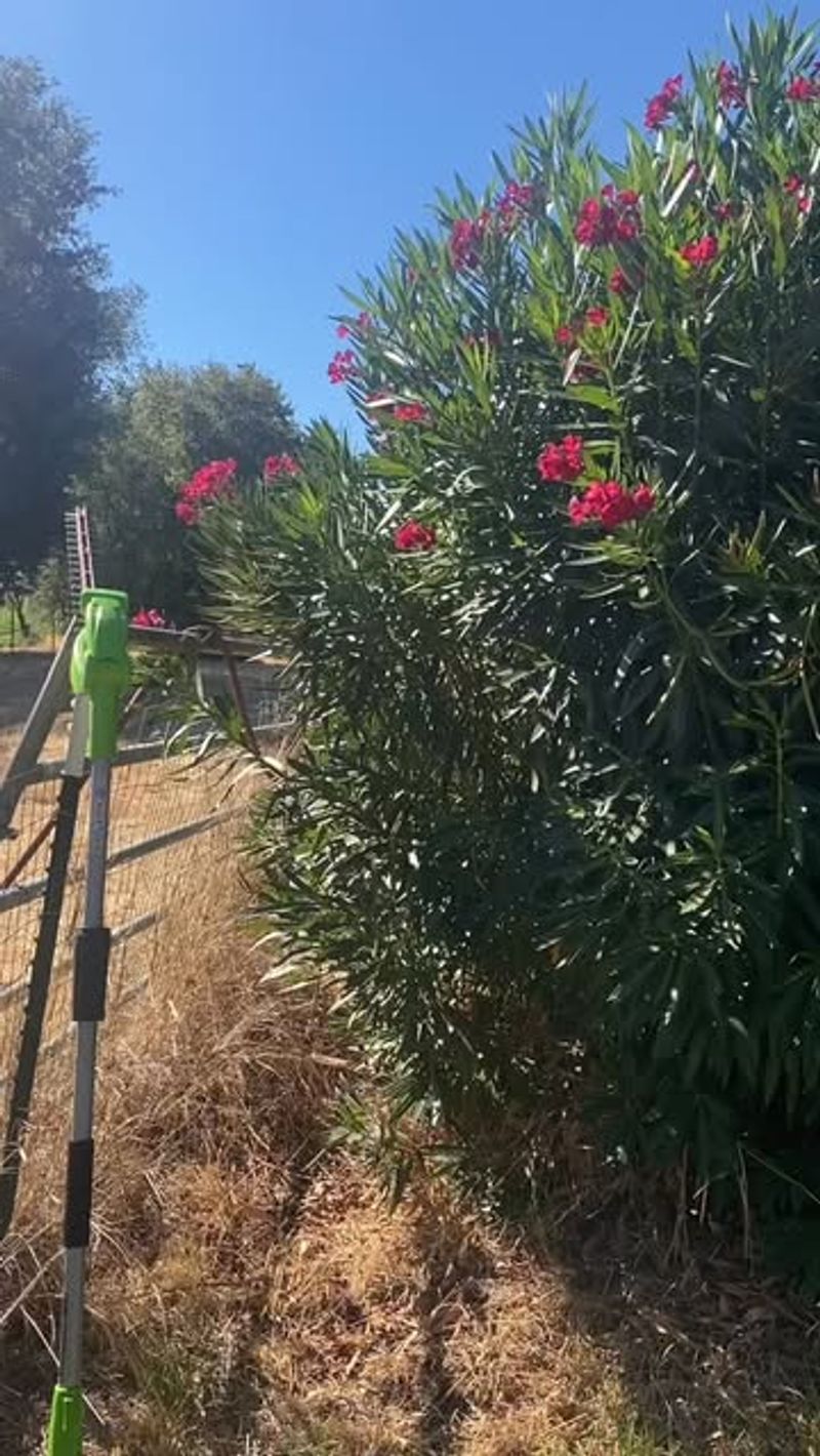 Oleander Hedges