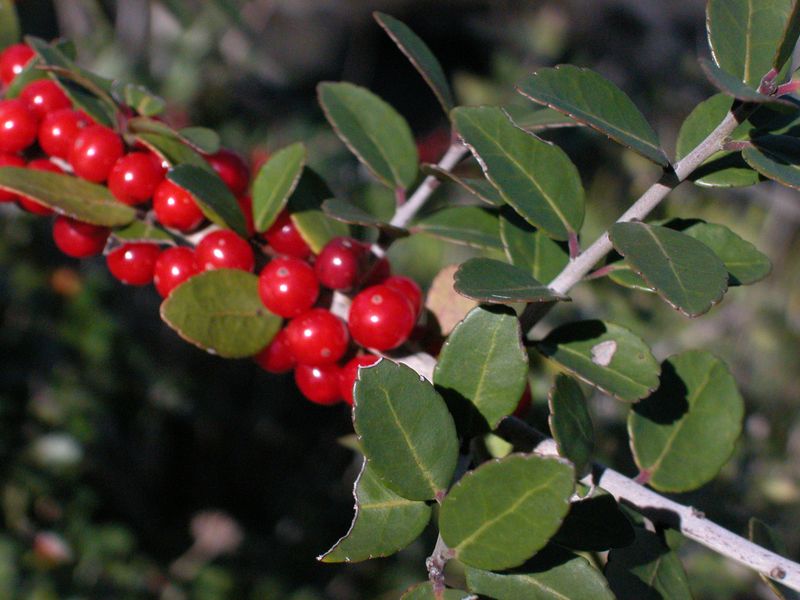 Yaupon Holly (Ilex vomitoria)