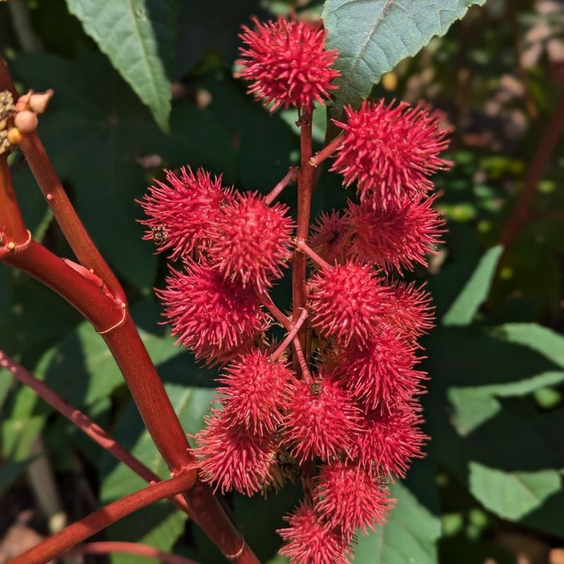 Castor Bean Plant: Source of Deadly Ricin