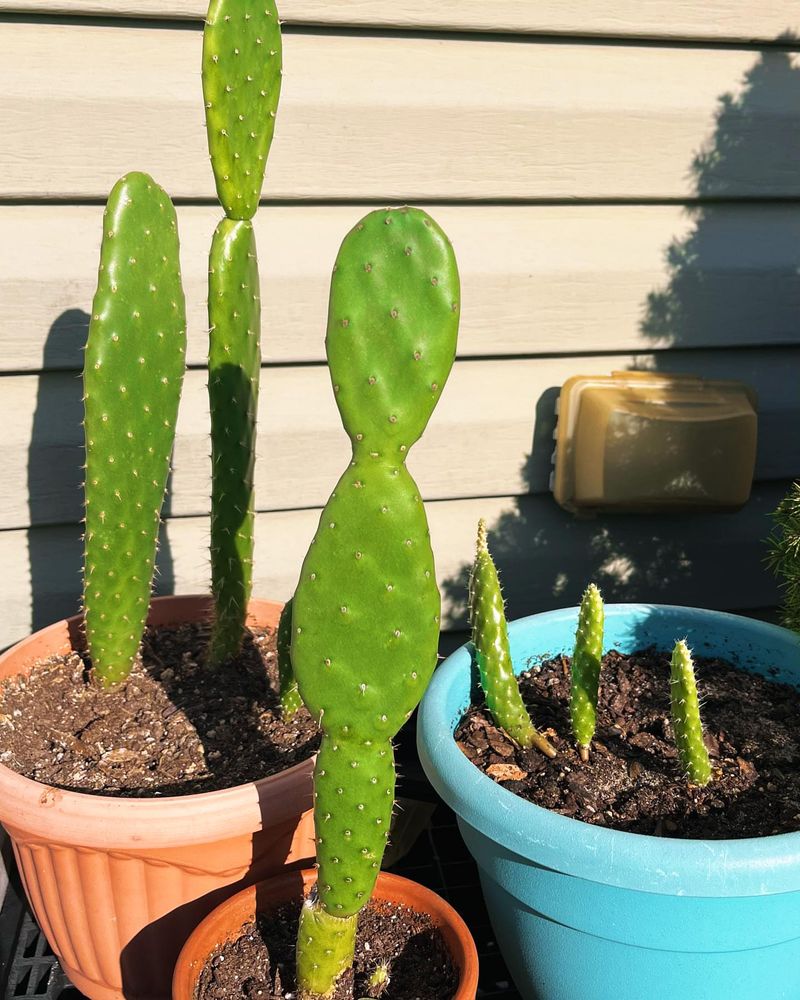 Prickly Pear Products