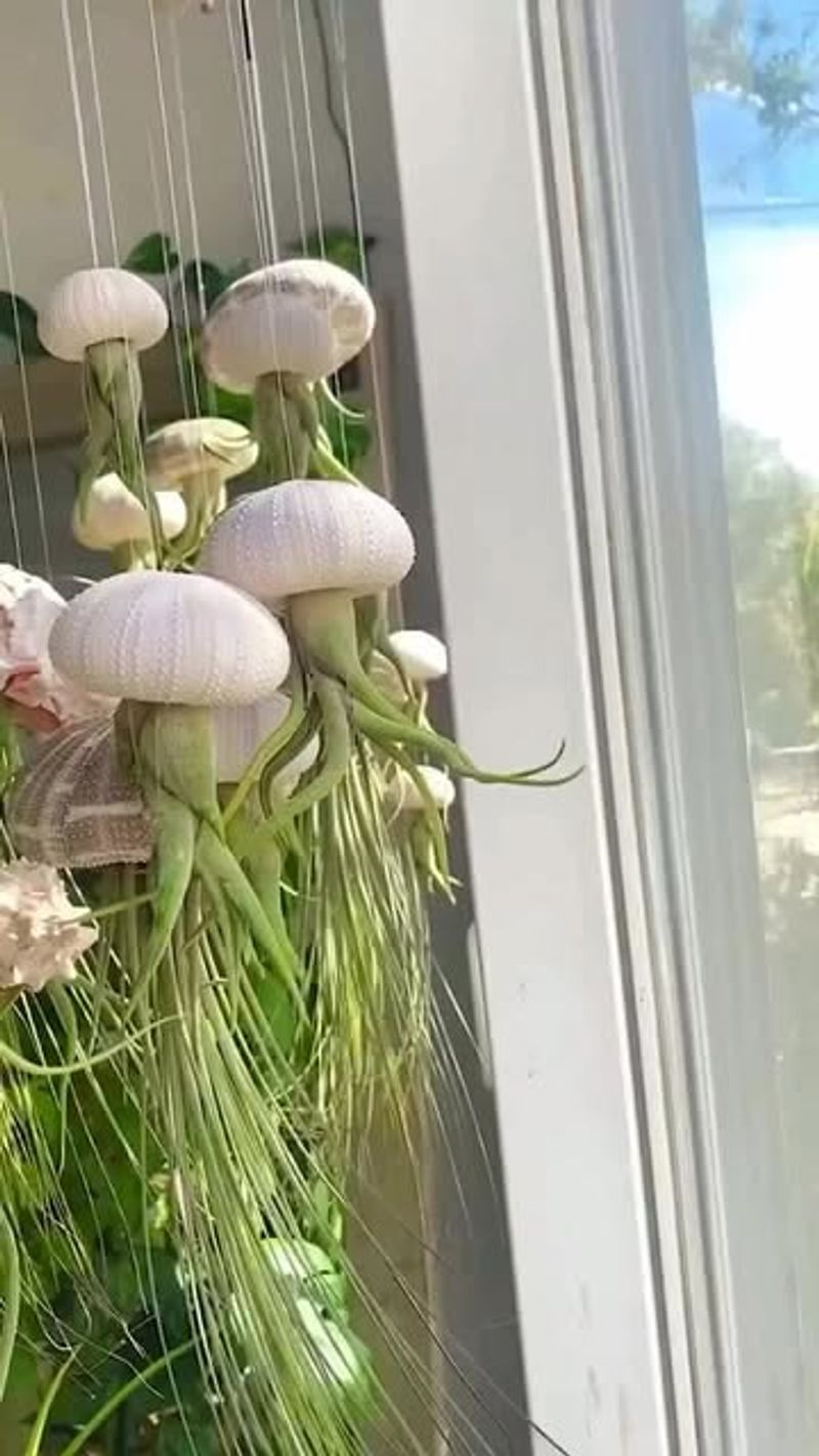 Air Plant Irony