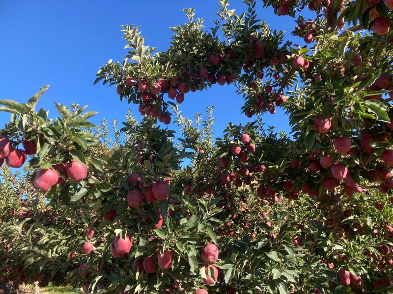 Peshastin's Heritage Fruit Valley