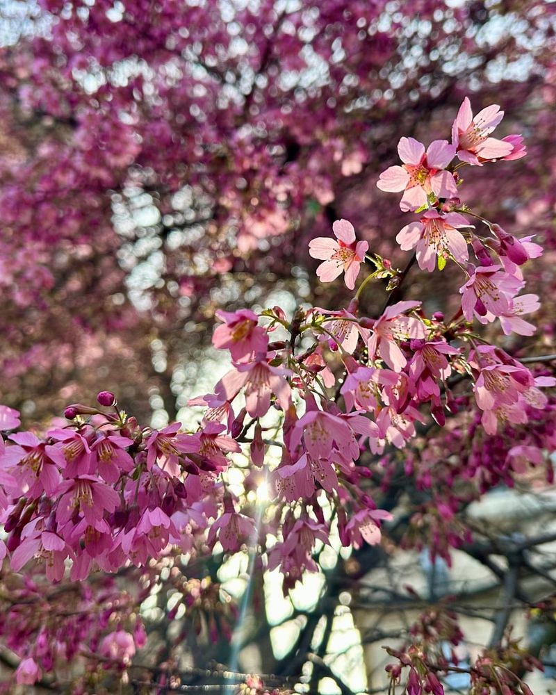 Cherry Blossoms