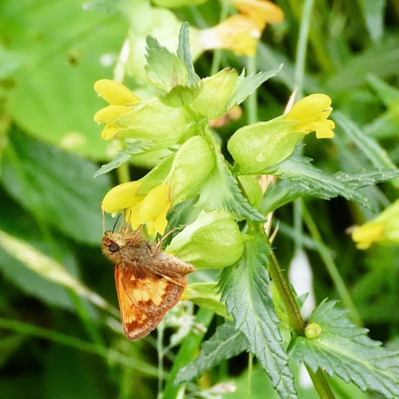 Yellow Rattle (Rhinanthus minor)