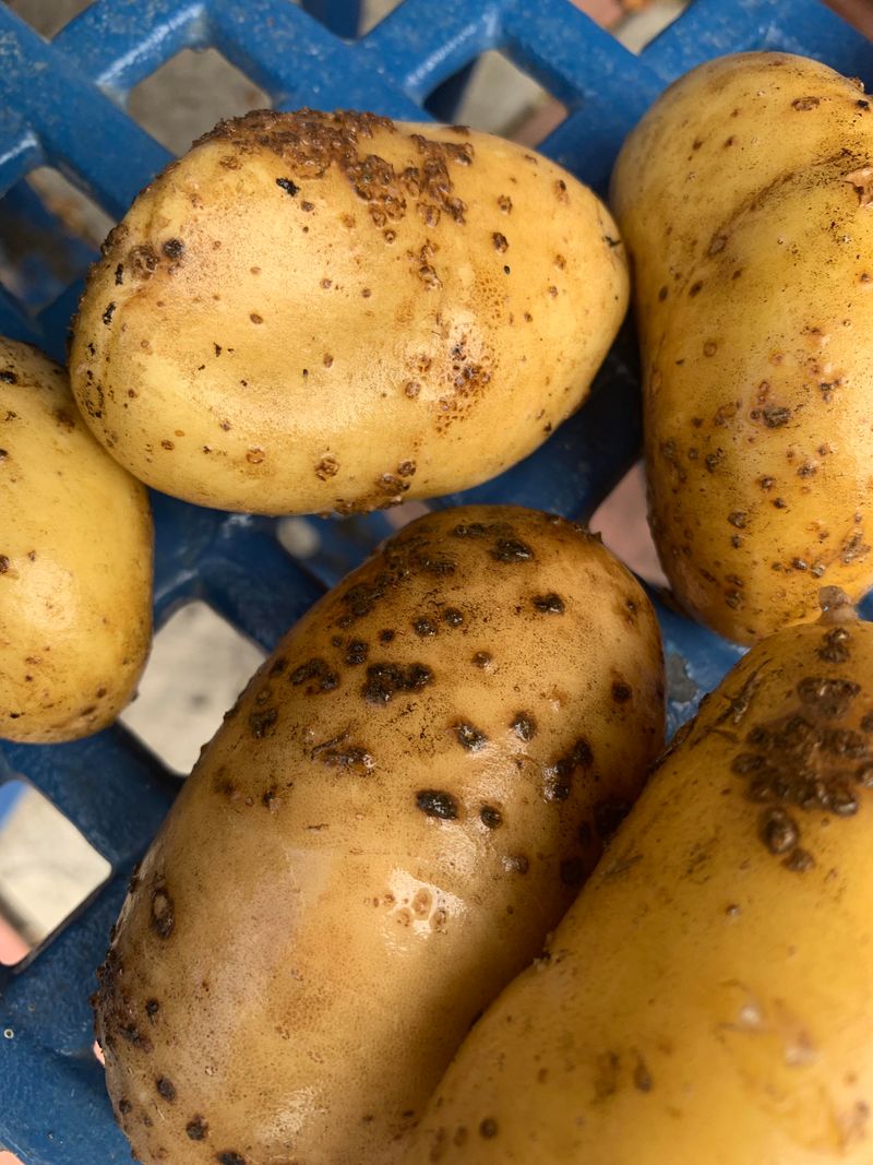 Potatoes With Scab Lesions
