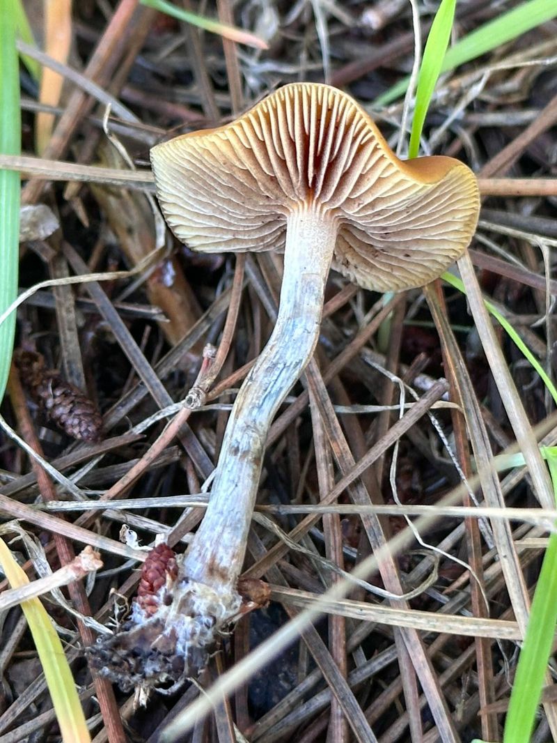 Psilocybin Mushrooms