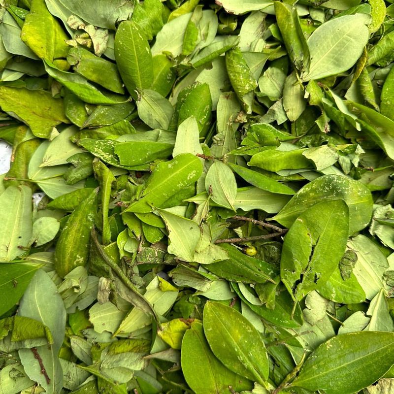 Coca Plant