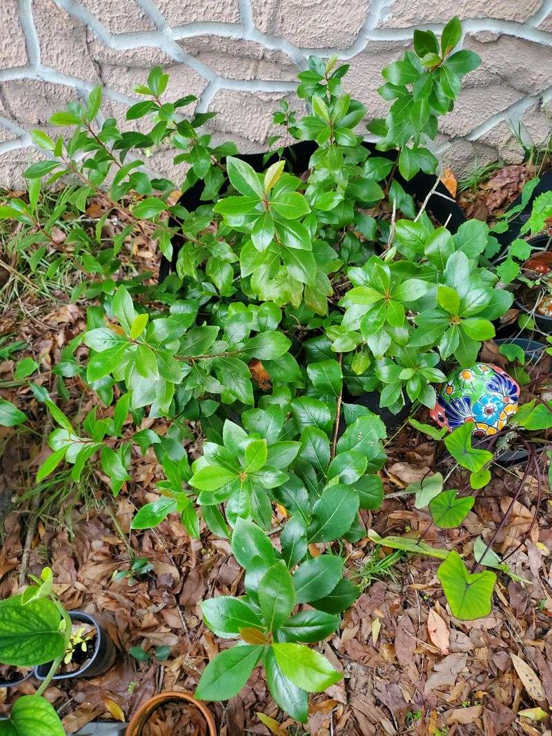 Khat