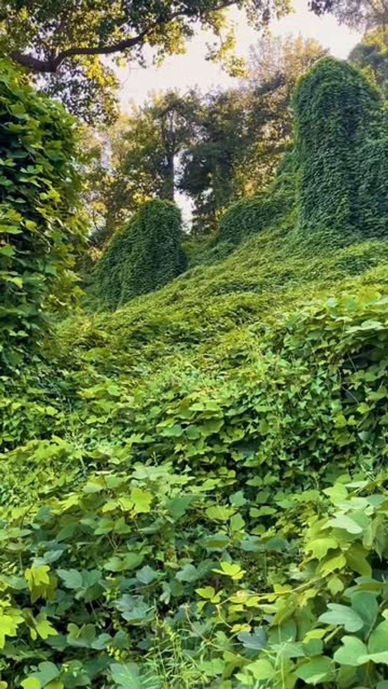 Kudzu
