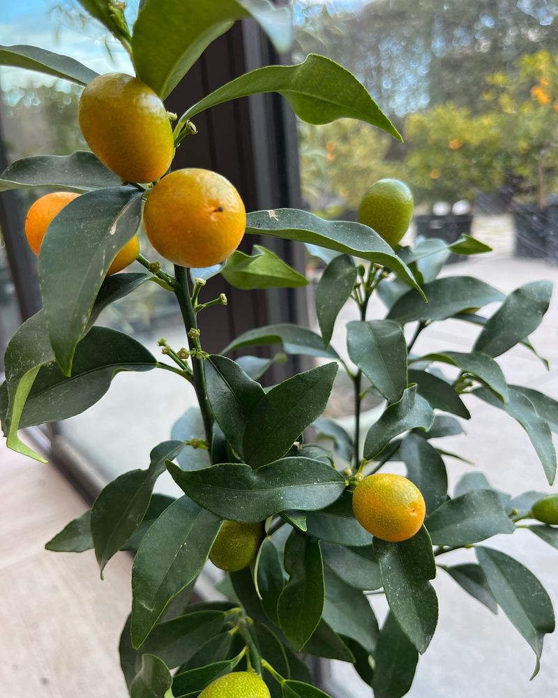 Non-Native Citrus