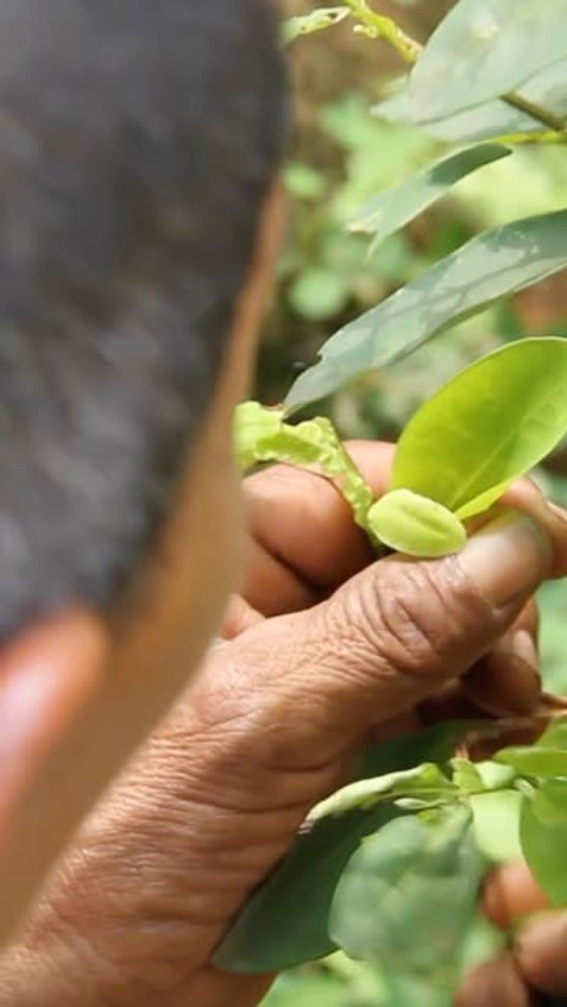 Coca Plant