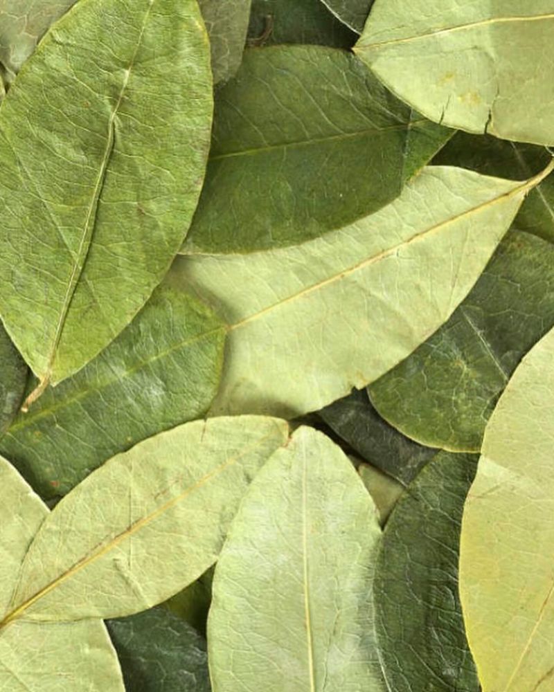 Coca Plant