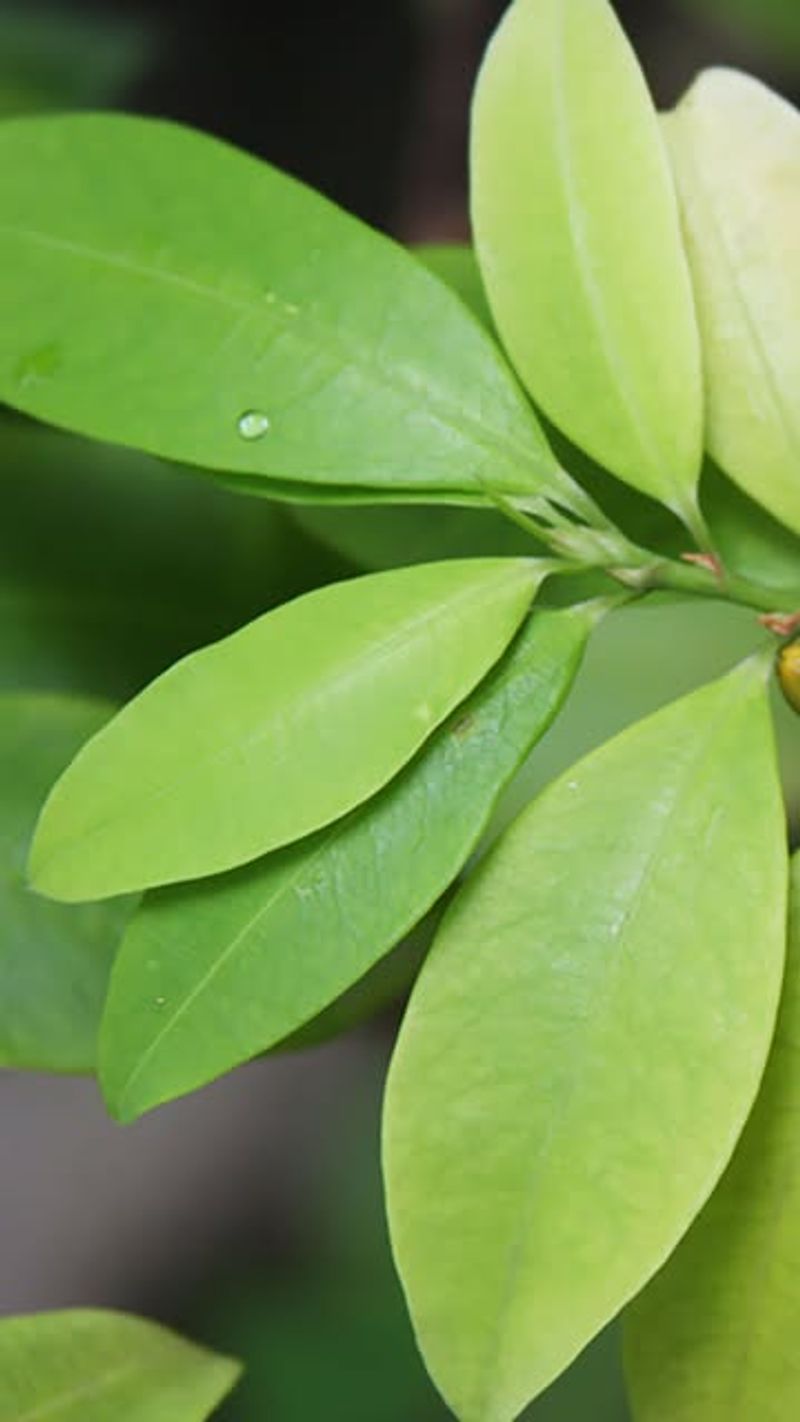 Coca Plant