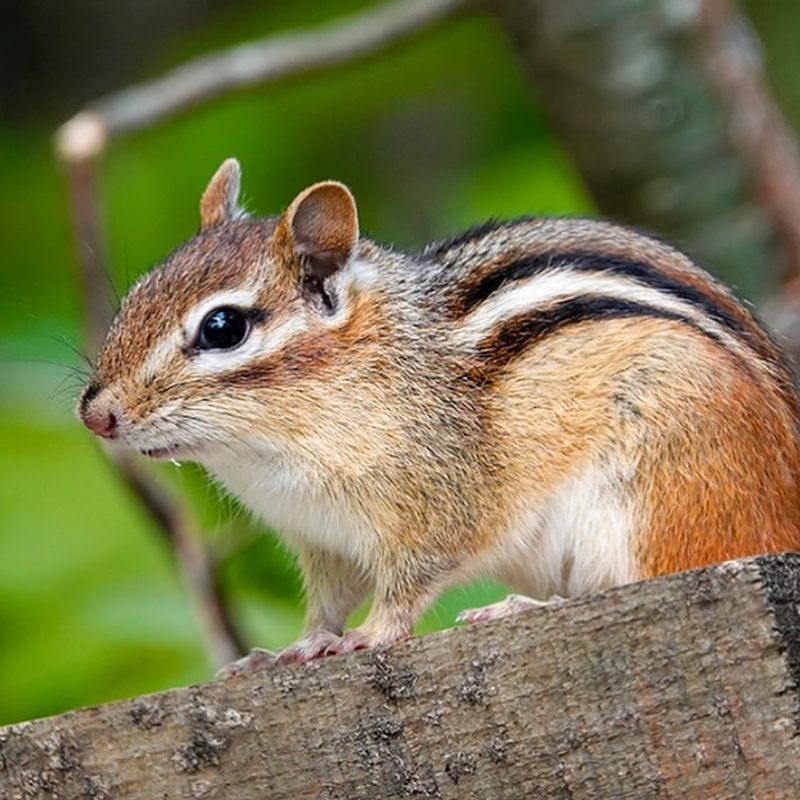 Eastern Chipmunks