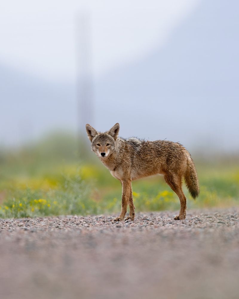 Coyotes: Adaptable Urban Predators