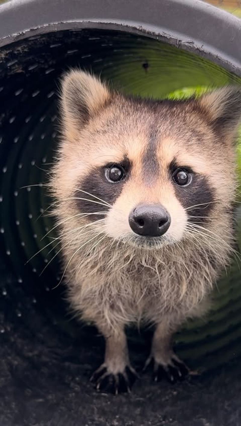 Raccoons