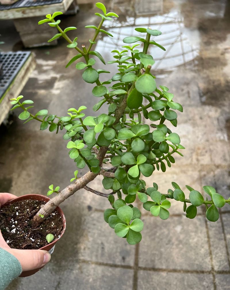 Portulacaria afra (Elephant Bush)