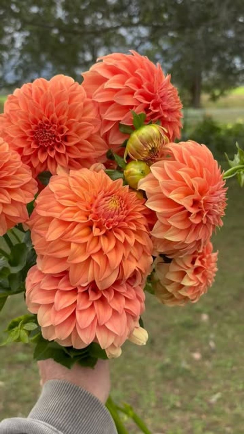 Autumn Dahlia