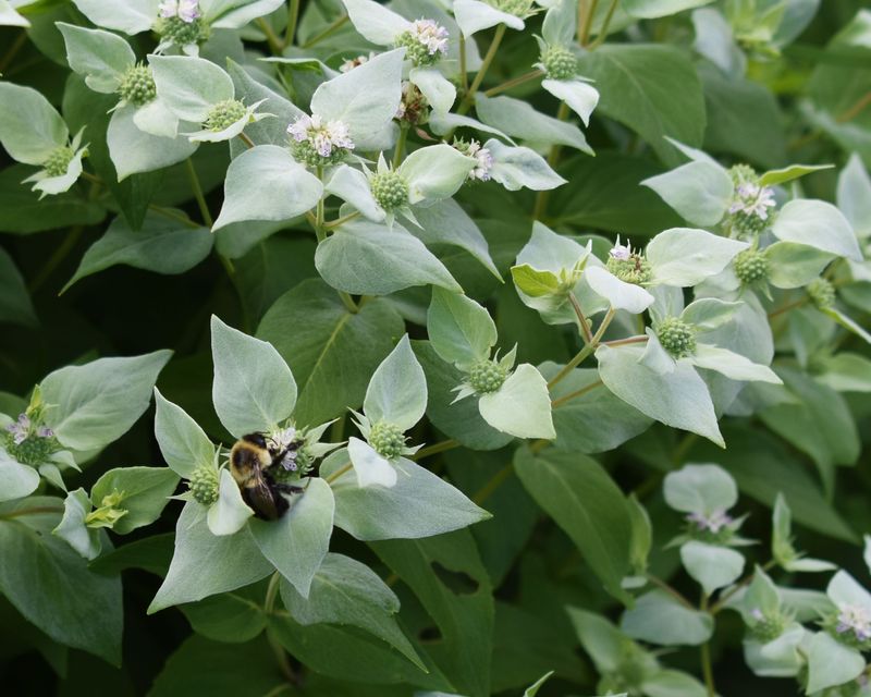 Mountain Mint
