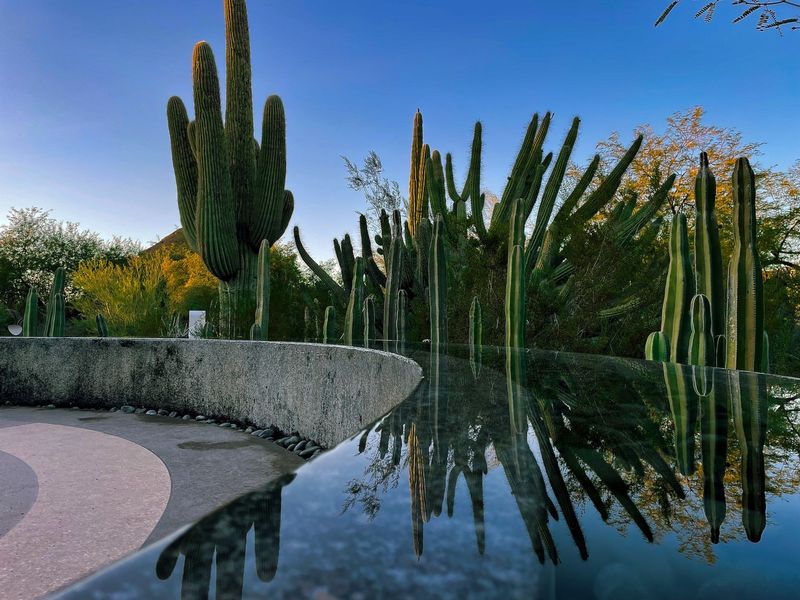 Desert Oasis