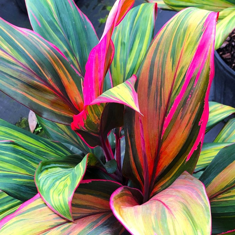 Ti Plants